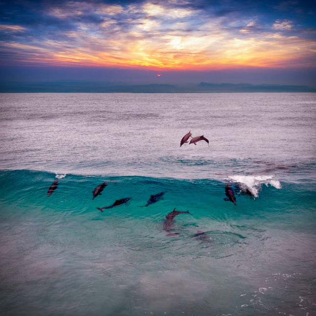 Delfiner hopper i havet utenfor K'Gari i Australia.