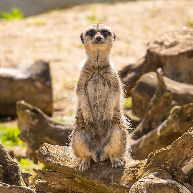 Meerkat