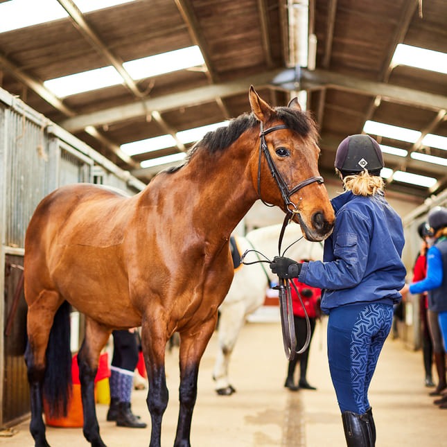 Elever med hest i en stall